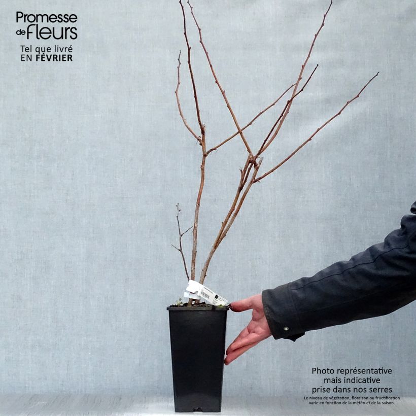 Spécimen de Framboisier Malling Promise (non remontant) Pot de 1,5L/2L tel que livré en hiver