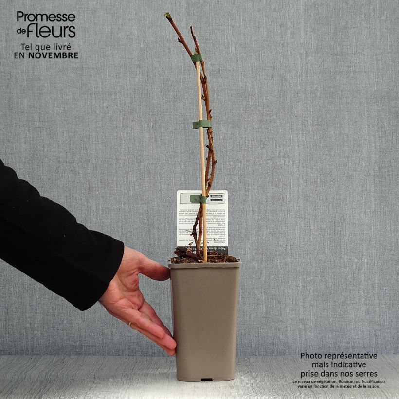 Spécimen de Framboisier Marastar (remontant) Pot de 1,5L/2L, Touffe tel que livré en automne