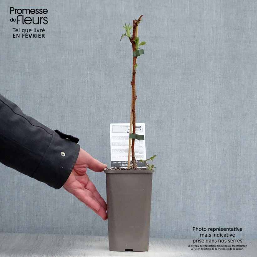 Spécimen de Framboisier Marastar (remontant) Pot de 1,5L/2L, Touffe tel que livré en hiver