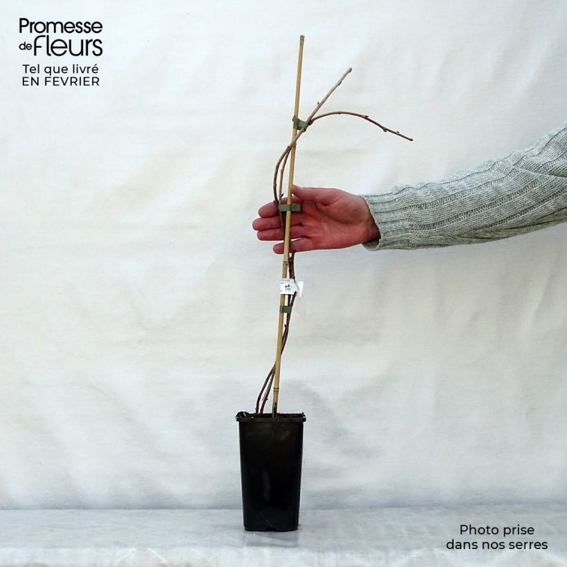 Spécimen de Framboisier Meeker Pot de 1,5L/2L tel que livré en hiver