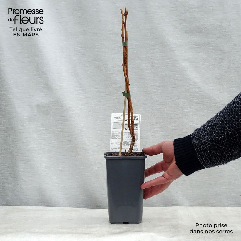 Spécimen de Framboisier Paris (remontant) Bio Pot de 1,5L/2L, Touffe tel que livré en hiver