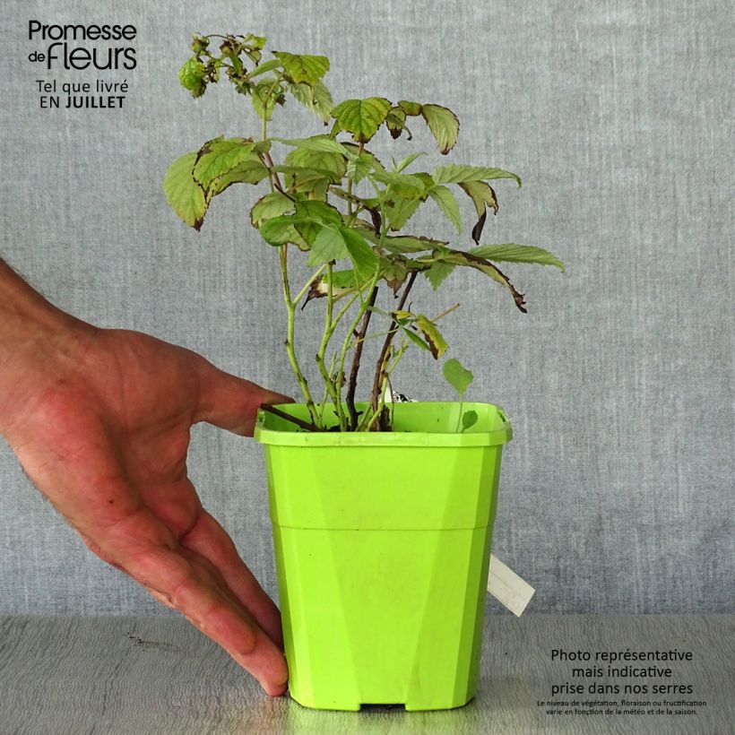 Spécimen de Framboisier Rustica - Rubus idaeus Pot de 1L/1,5L, Touffe tel que livré en été