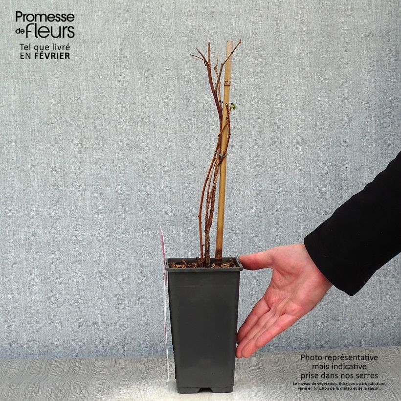 Spécimen de Framboisier Tulameen - Rubus idaeus Pot de 2L/3L, Buisson tel que livré en hiver