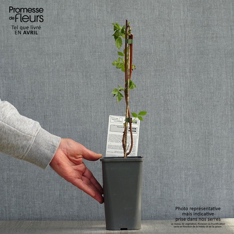 Spécimen de Framboisier Versailles (remontant) Bio Pot de 1,5L/2L, Touffe tel que livré au printemps