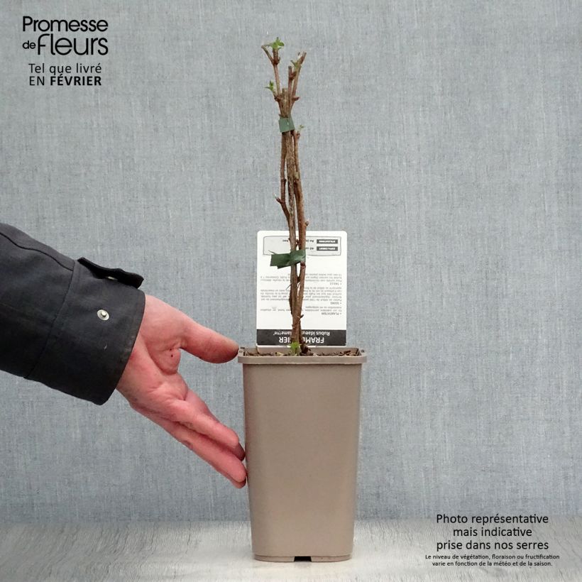 Spécimen de Framboisier Willamette (non remontant) Pot de 1,5L/2L, Buisson tel que livré en hiver