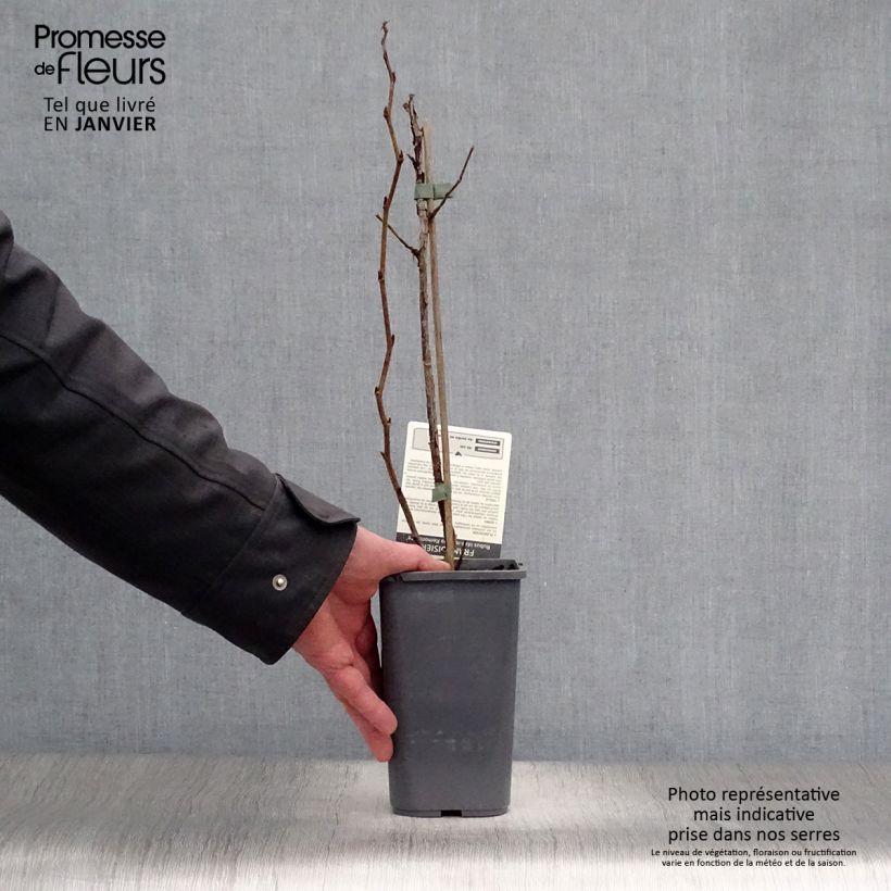 Spécimen de Framboisier Zeva - Zefa Herfsternte (remontant) Pot de 1,5L/2L, Touffe tel que livré en hiver