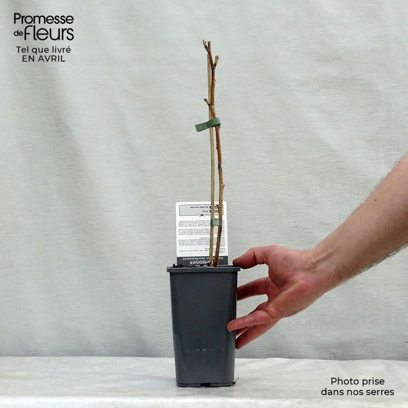 Spécimen de Framboisier Zeva - Zefa Herfsternte (remontant) Pot de 1,5L/2L, Touffe tel que livré au printemps