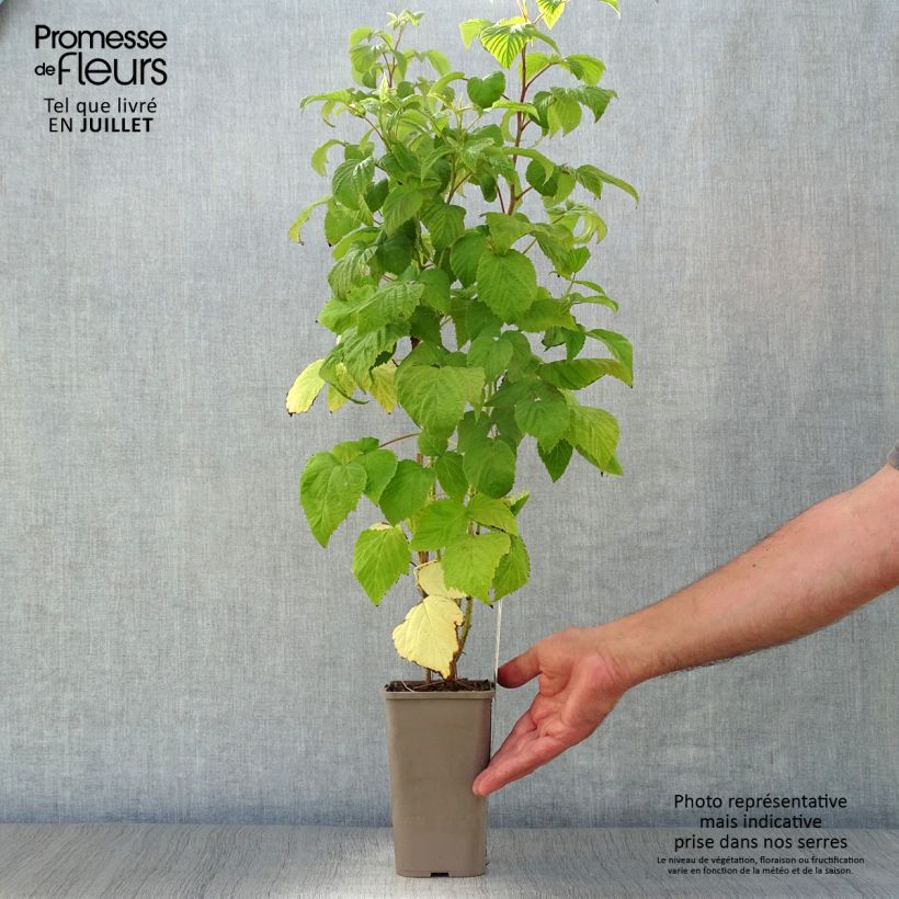 Spécimen de Framboisier Zeva - Zefa Herfsternte (remontant) Pot de 1,5L/2L, Touffe tel que livré en été