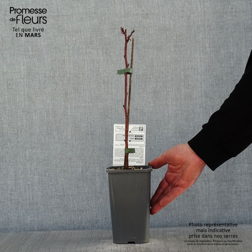 Spécimen de Framboisier nain Little Sweet Sister Bio Pot de 1,5L/2L, Touffe tel que livré en hiver