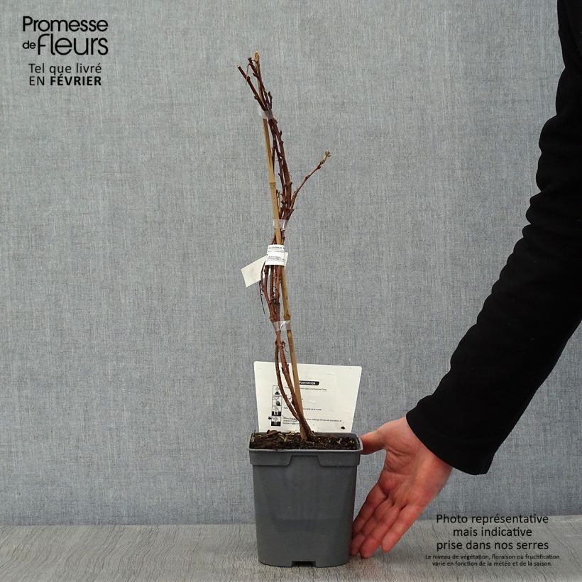 Spécimen de Framboisier nain remontant Autumn Belle - Rubus idaeus Pot de 2L/3L tel que livré en hiver