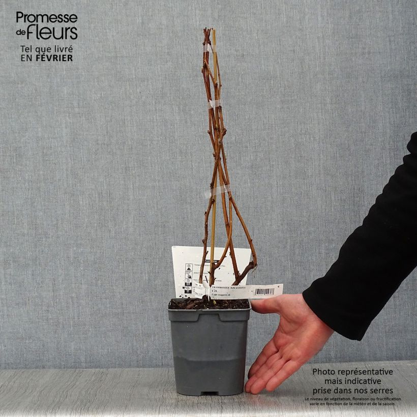 Spécimen de Framboisier nain remontant Bella Aromatica - Rubus idaeus  Pot de 2L/3L tel que livré en hiver