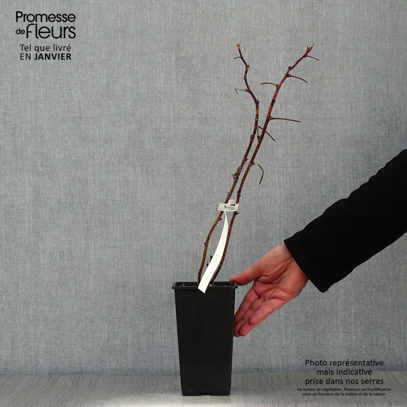 Spécimen de Framboisier remontant Scepter - Rubus idaeus Pot de 1L/1,5L tel que livré en hiver