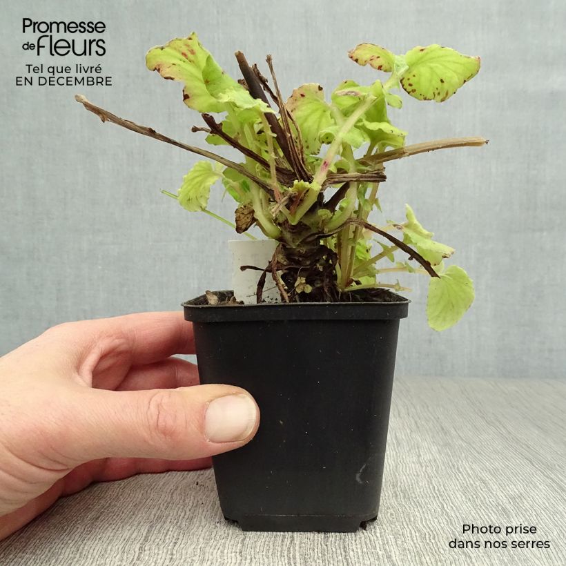 Spécimen de Francoa sonchifolia Godet de 8/9 cm tel que livré en hiver