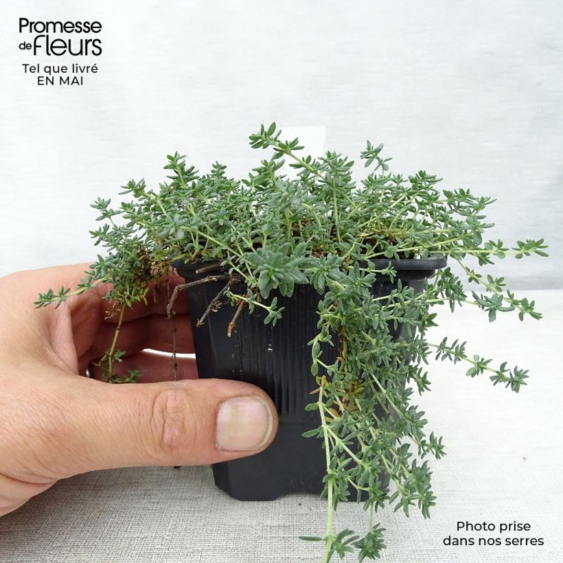 Spécimen de Frankenia laevis - Bruyère marine Godet de 8/9 cm tel que livré au printemps