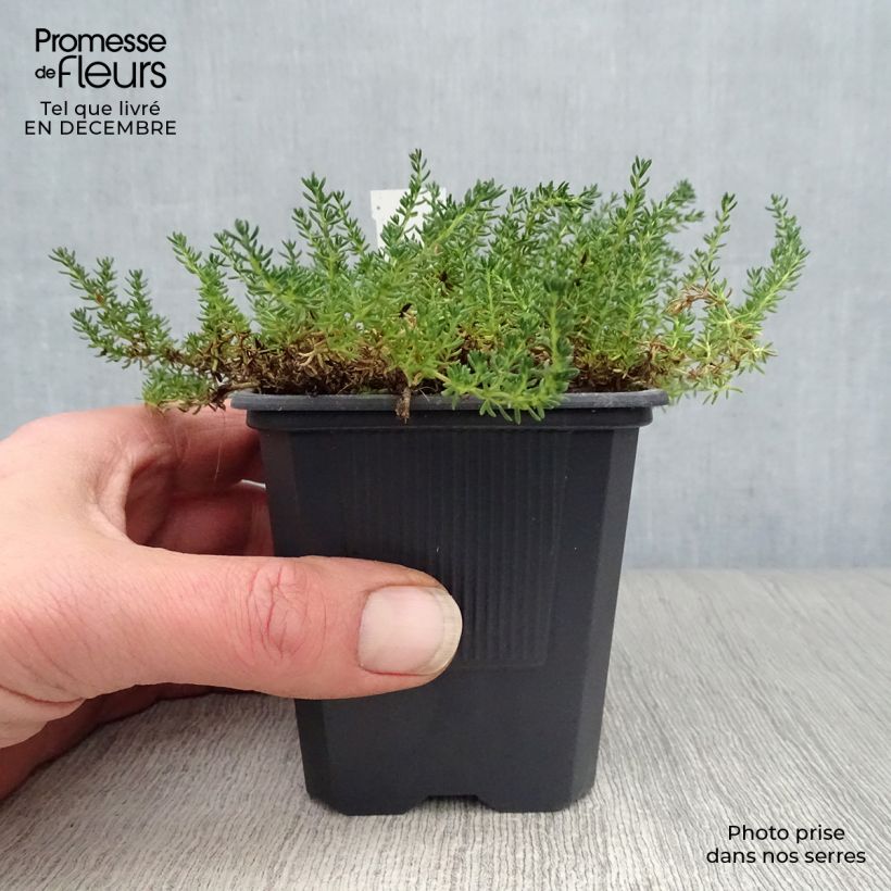 Spécimen de Frankenia laevis - Bruyère marine Godet de 8/9 cm tel que livré en hiver