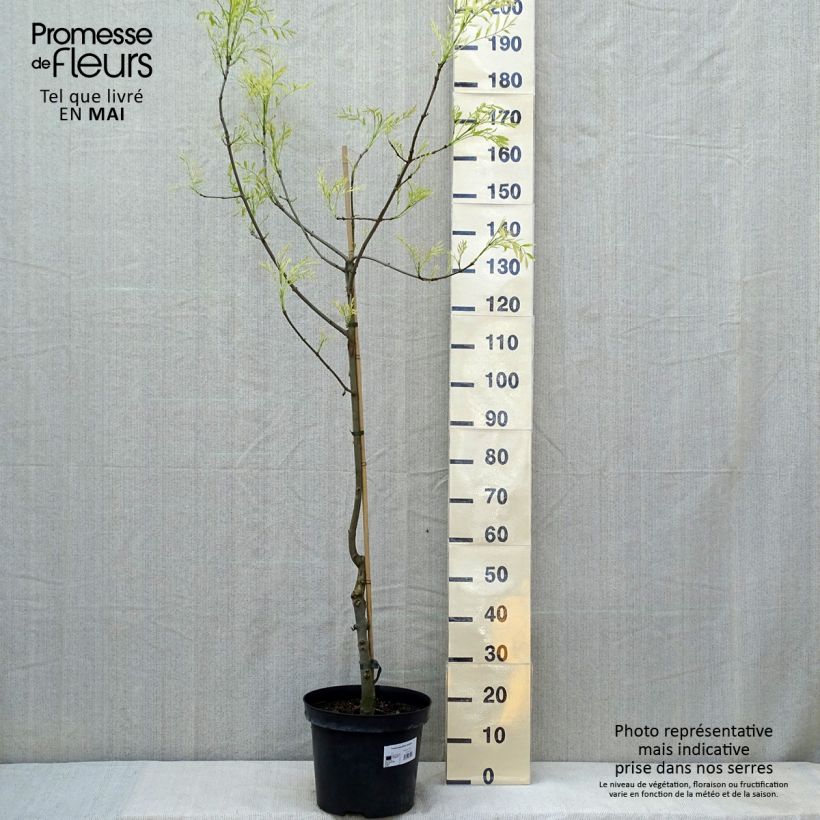 Spécimen de Frêne panaché - Fraxinus angustifolia Variegata. Pot de 12L/15L tel que livré au printemps