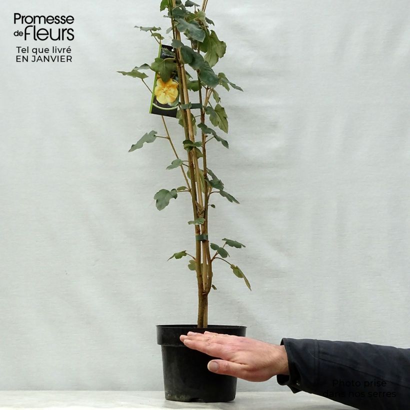 Spécimen de Fremontodendron californicum - Fremontia de Californie Pot de 2L/3L tel que livré en hiver