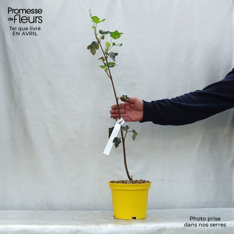 Spécimen de Fremontodendron californicum - Fremontia de Californie Pot de 2L/3L tel que livré au printemps