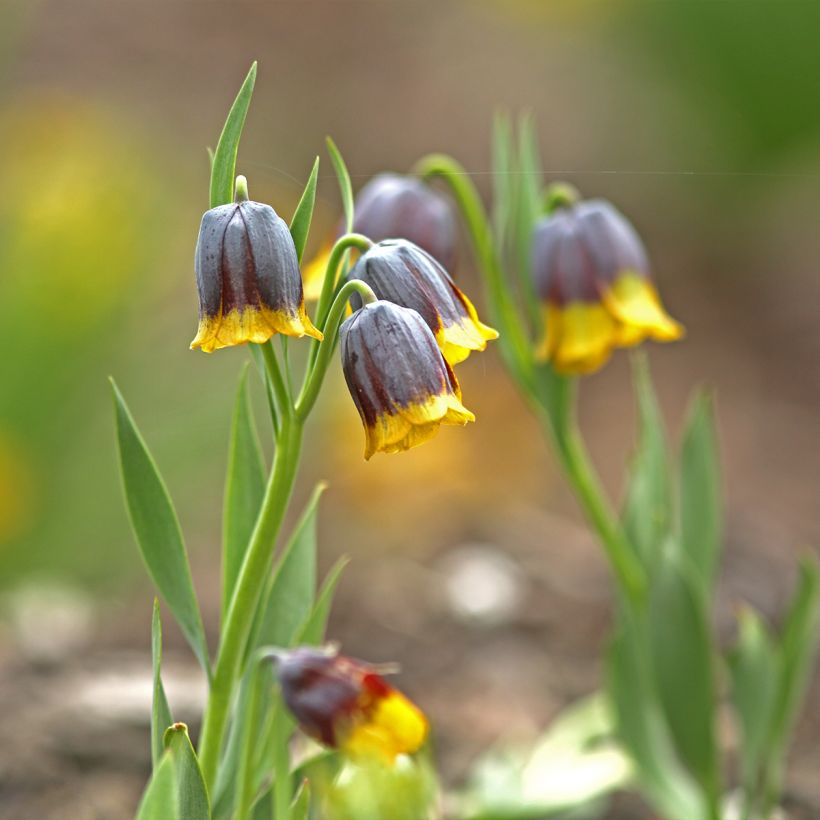 Fritillaire uva-vulpis (Port)