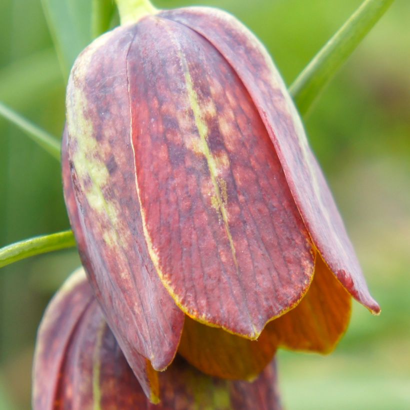 Fritillaria davisii (Floração)