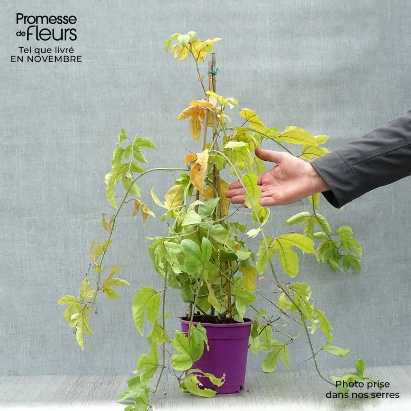 Spécimen de Fruit de la passion (Grenadille) - Passiflora edulis Pot de 1,5L/2L tel que livré en automne
