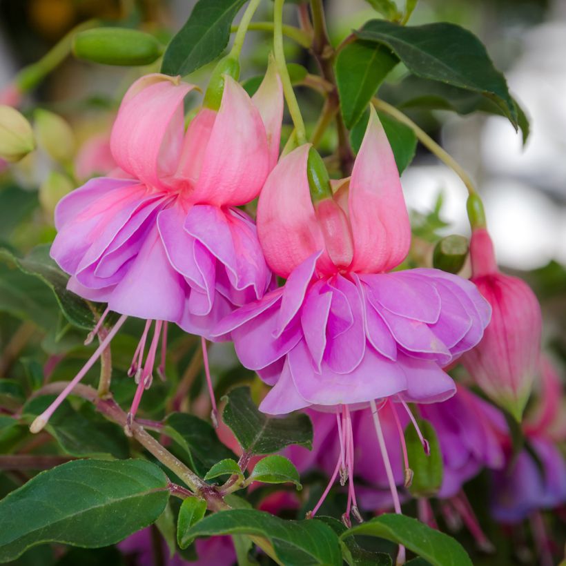 Fuchsia Bernadette (Floraison)