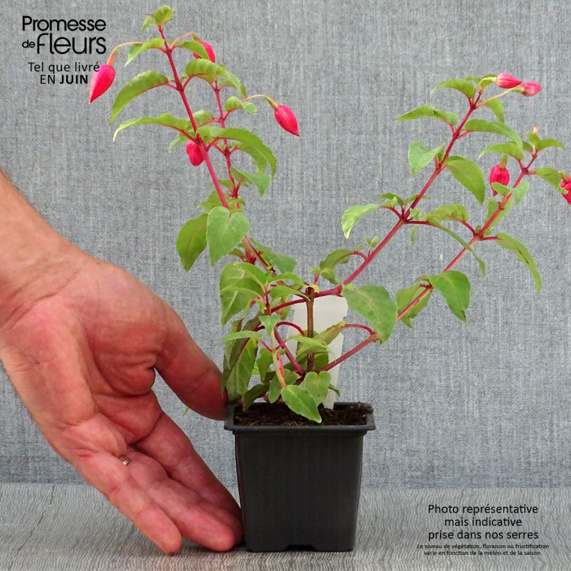 Spécimen de Fuchsia R.A.F Godet de 8/9 cm tel que livré en été