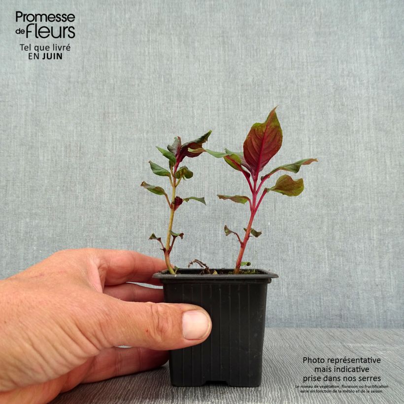 Spécimen de Fuchsia Thalia Godet de 8/9 cm tel que livré au printemps