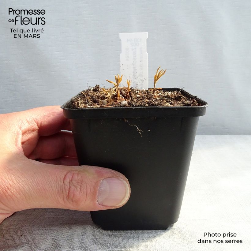 Spécimen de Fuchsia de Californie - Zauschneria californica Godet de 8/9 cm tel que livré au printemps