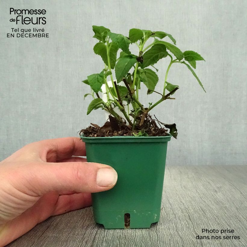 Spécimen de Fuchsia du Cap - Phygelius Yellow Sovereign jaune Godet de 8/9 cm tel que livré en hiver