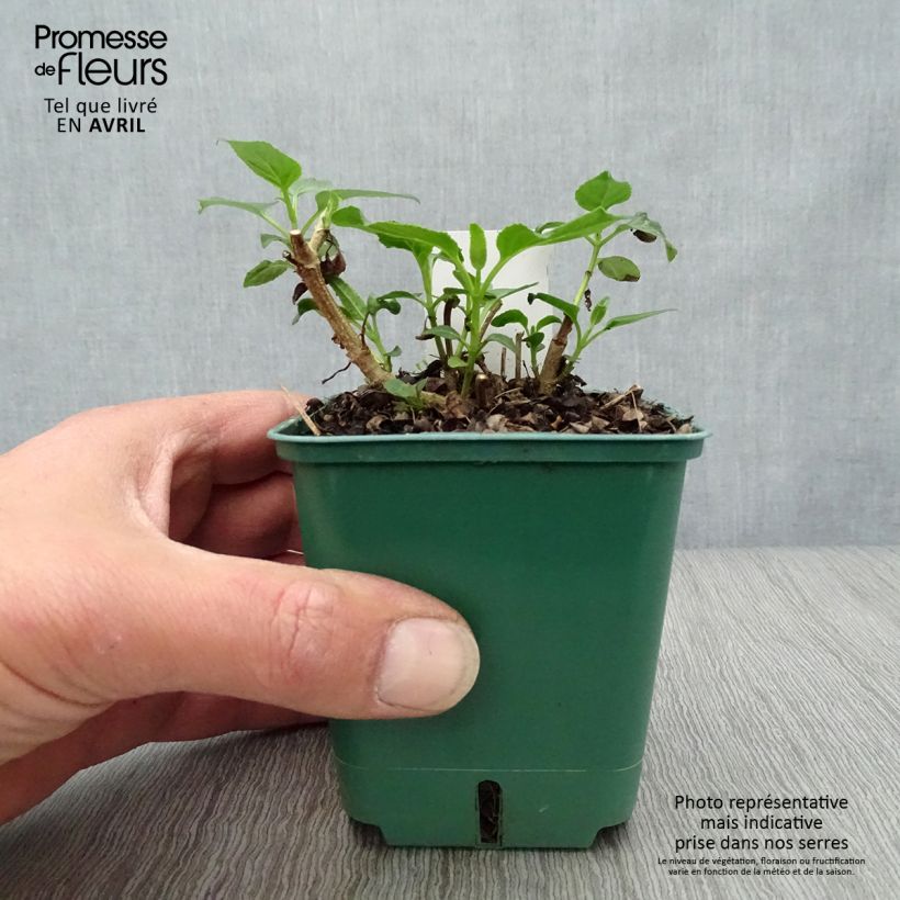 Spécimen de Fuchsia du Cap - Phygelius Yellow Sovereign jaune Godet de 8/9 cm tel que livré au printemps