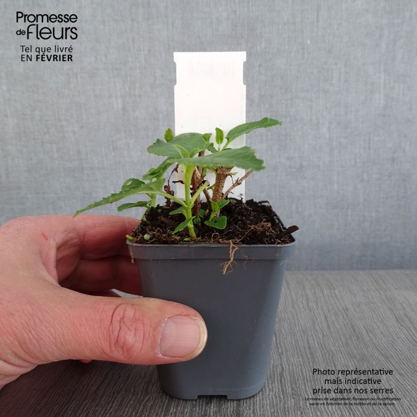 Spécimen de Fuchsia du Cap, Phygelius aequalis Yellow Trumpet Godet de 8/9 cm tel que livré en hiver