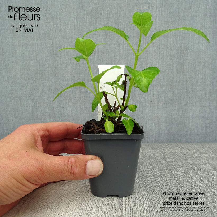 Spécimen de Fuchsia du Cap, Phygelius aequalis Yellow Trumpet Godet de 8/9 cm tel que livré au printemps