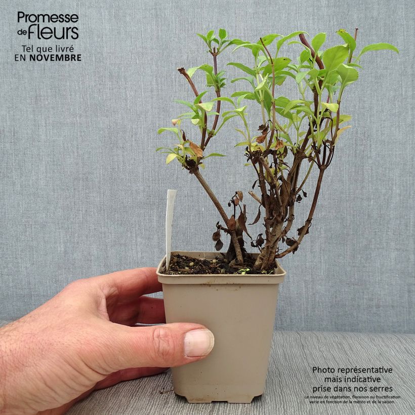 Spécimen de Fuchsia du Cap - Phygelius rectus African Queen Godet de 8/9 cm tel que livré en automne