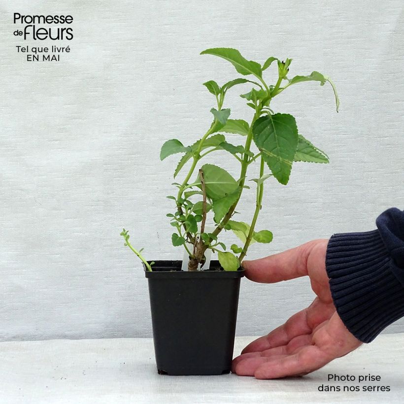 Exemplar von Kapfuchsie Moonraker - Phygelius rectus Kleine Töpfe von 8/9 cm wie im Frühjahr geliefert