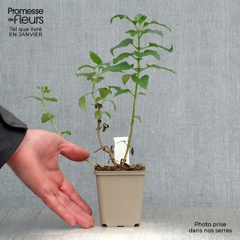 Spécimen de Fuchsia du Cap - Phygelius rectus Moonraker Godet de 8/9 cm tel que livré en hiver