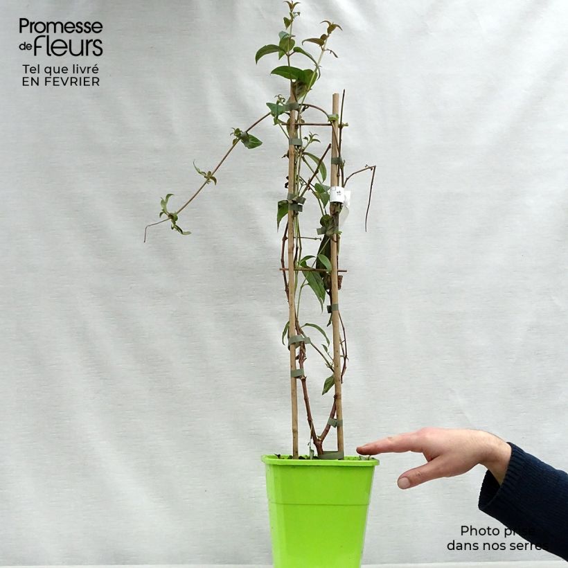 Spécimen de Fuchsia grimpant - Fuchsia Lady Boothby Pot de 3L/4L tel que livré en hiver