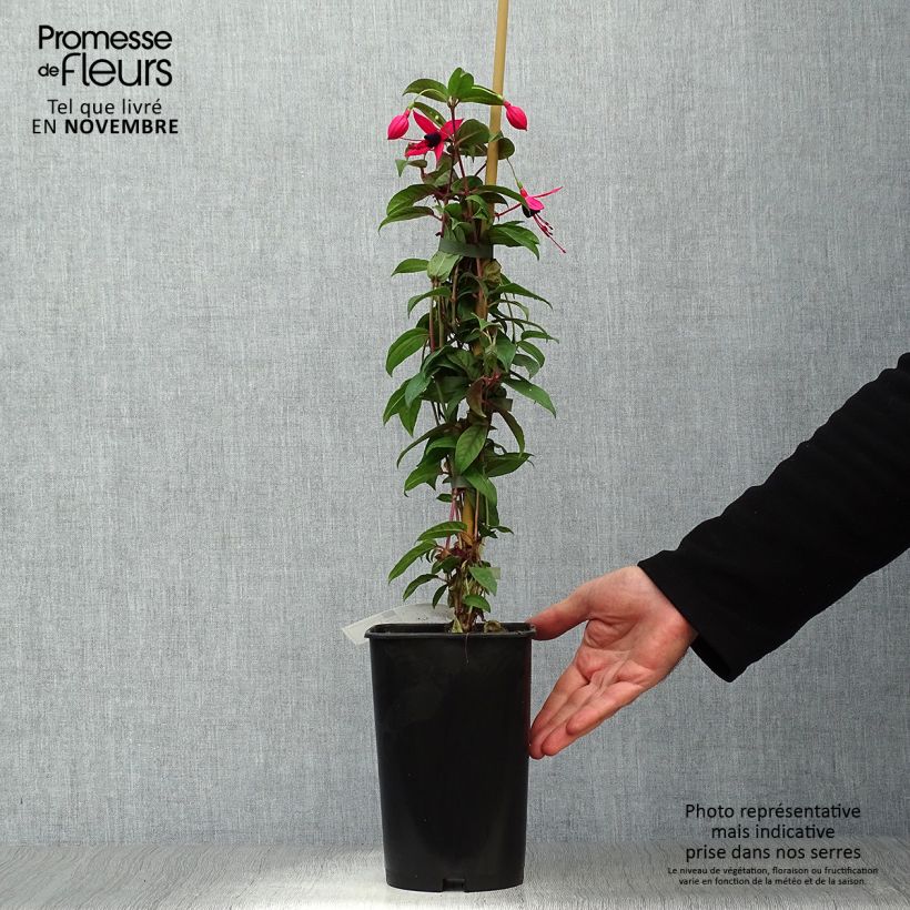 Spécimen de Fuchsia grimpant - Fuchsia Lady Boothby Pot de 3L/4L tel que livré en automne