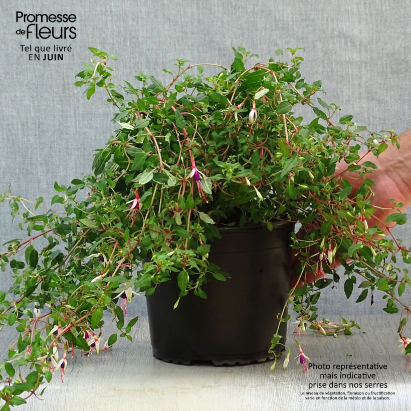Spécimen de Fuchsia magellanica Arauco Pot de 1,5L/2L tel que livré en été