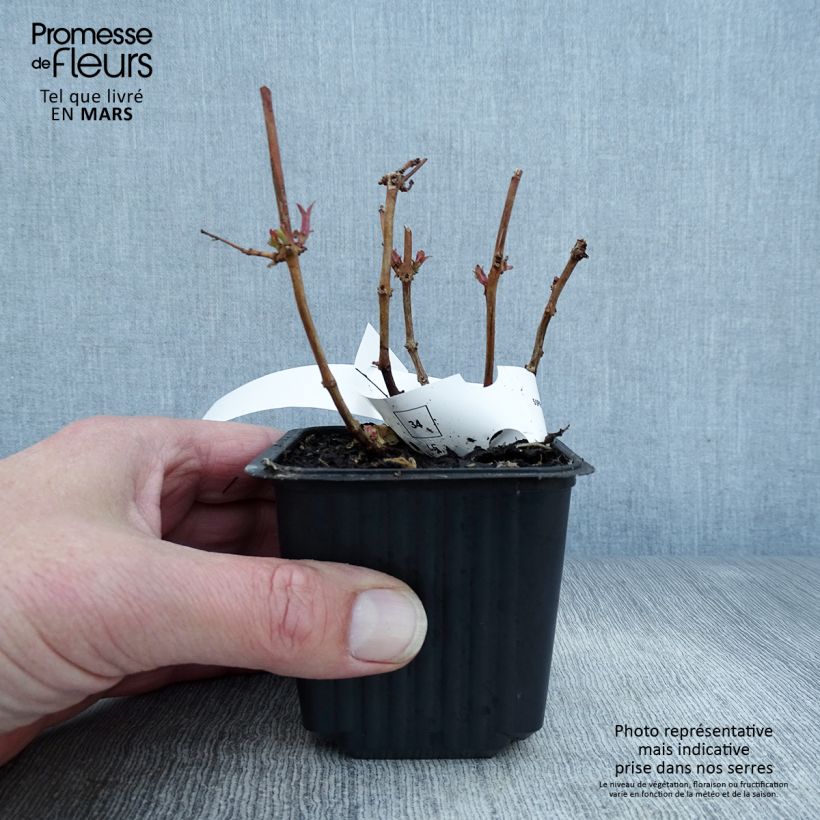 Spécimen de Fuchsia magellanica Godet de 8/9 cm tel que livré au printemps