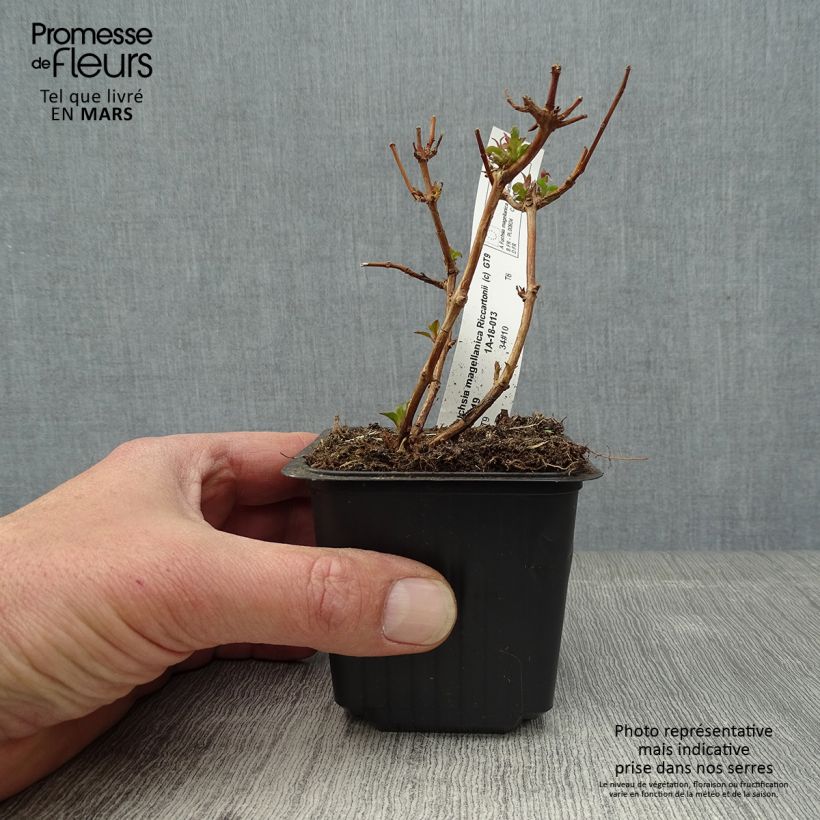 Spécimen de Fuchsia magellanica Riccartonii - Fuchsia de Magellan Godet de 8/9 cm tel que livré au printemps