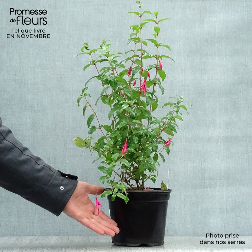 Spécimen de Fuchsia magellanica Riccartonii - Fuchsia de Magellan Pot de 2L/3L tel que livré en automne