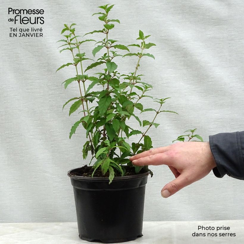 Spécimen de Fuchsia magellanica Riccartonii - Fuchsia de Magellan Pot de 2L/3L tel que livré en hiver
