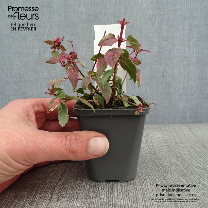 Spécimen de Fuchsia magellanica Versicolor Godet de 7/8 cm tel que livré en hiver