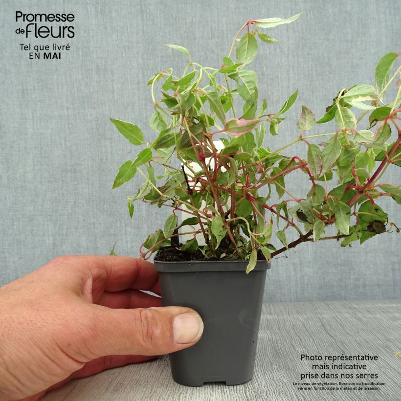 Spécimen de Fuchsia magellanica Versicolor Godet de 7/8 cm tel que livré au printemps