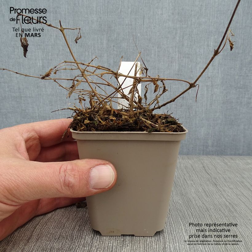 Spécimen de Fuchsia magellanica var. gracilis Aurea Godet de 7/8 cm tel que livré en hiver