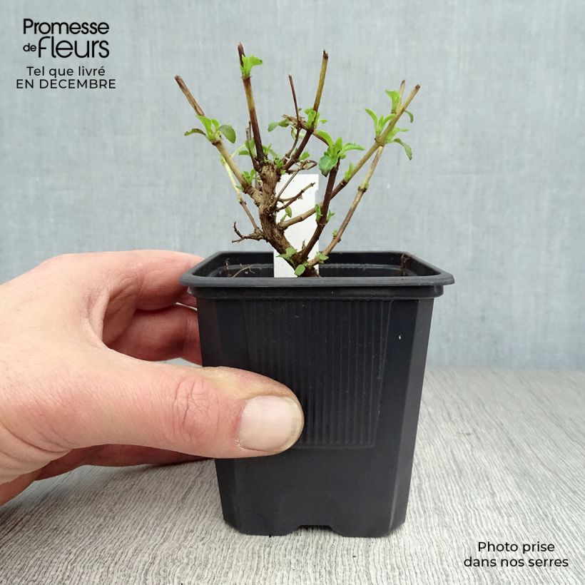 Spécimen de Fuchsia magellanica var. molinae Godet de 8/9 cm tel que livré en hiver