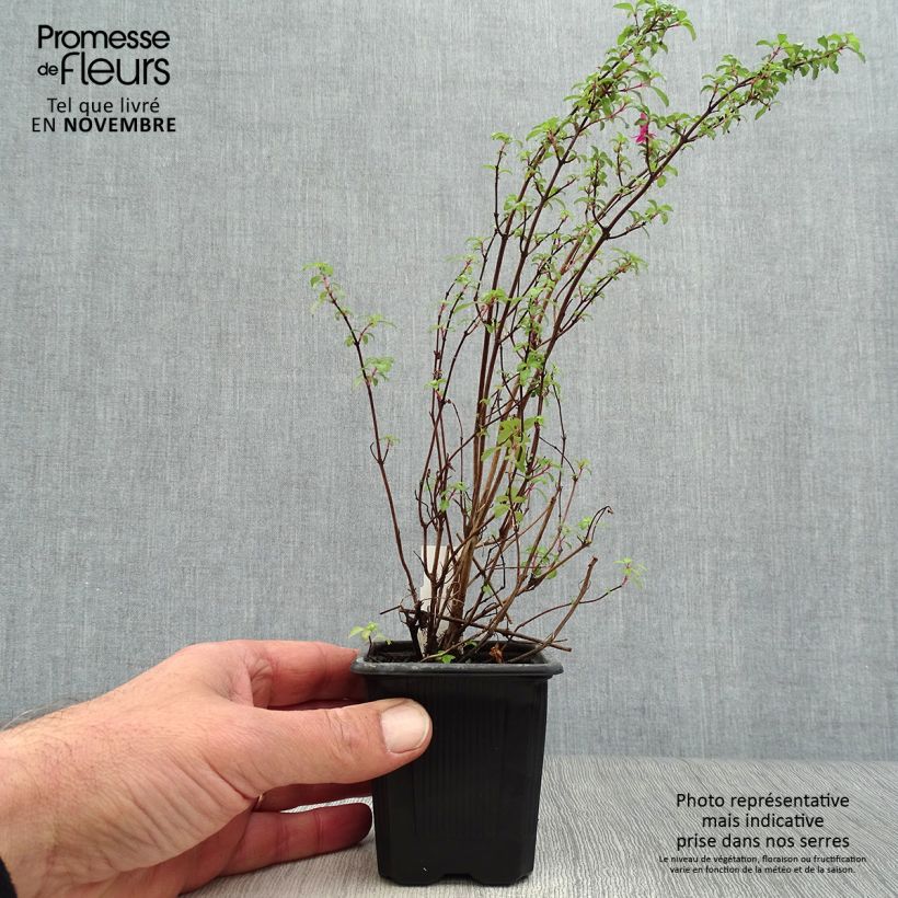 Spécimen de Fuchsia microphylla ssp. microphylla Godet de 8/9 cm tel que livré en automne