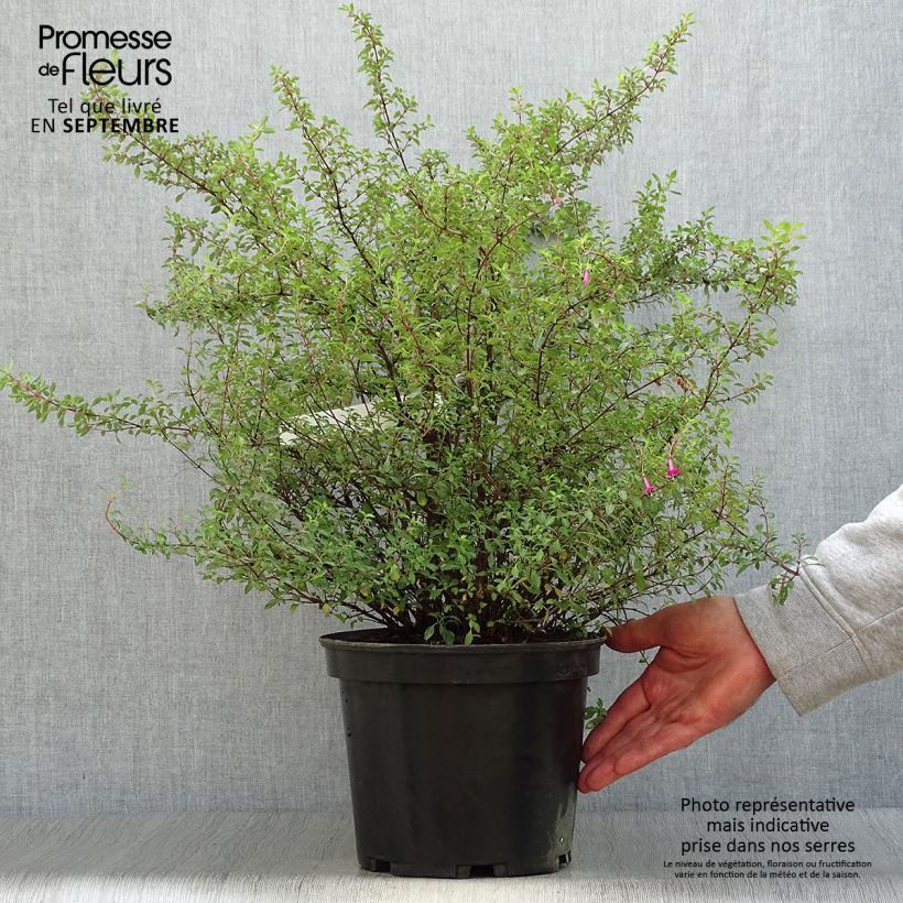 Spécimen de Fuchsia microphylla ssp. microphylla Pot de 4L/5L tel que livré en automne