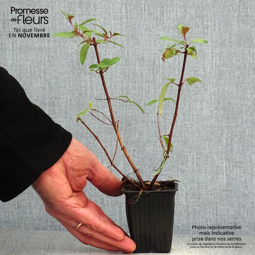 Spécimen de Fuchsia regia Reitzii - Fuchsia royal Godet de 7/8 cm tel que livré en automne